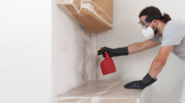 Basement Mold Remediation treatment on basement walls in Carversville